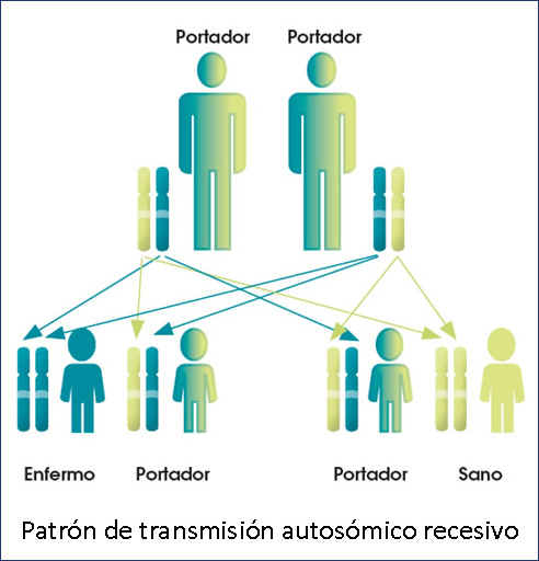 Patrón de transmisión autosómico recesivo LALD
